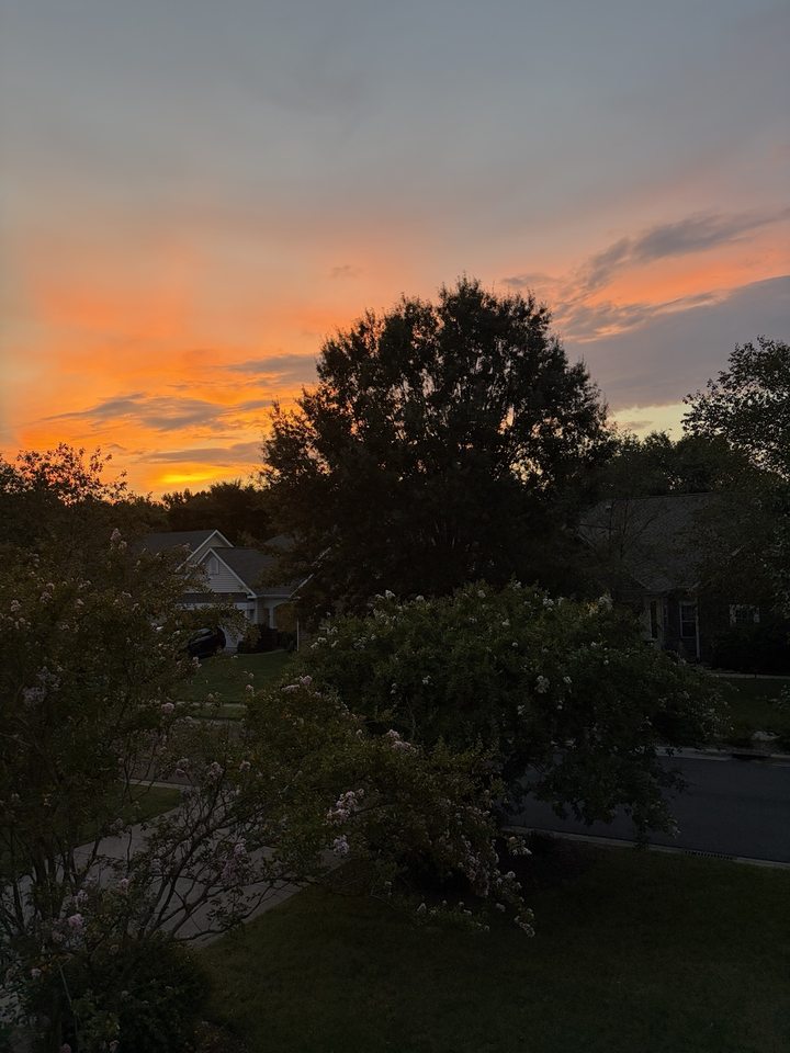Orange sunset glowing behind a silhouette of trees